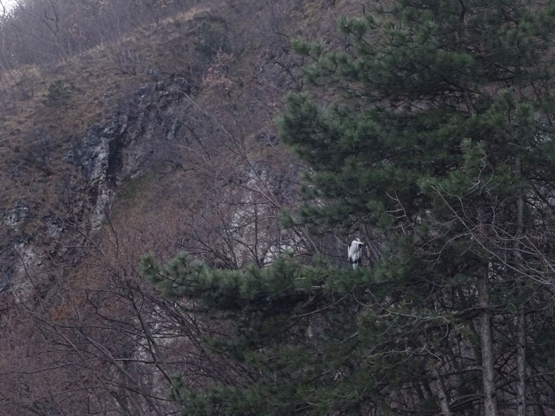 Airone cenerino / Ardea cinerea